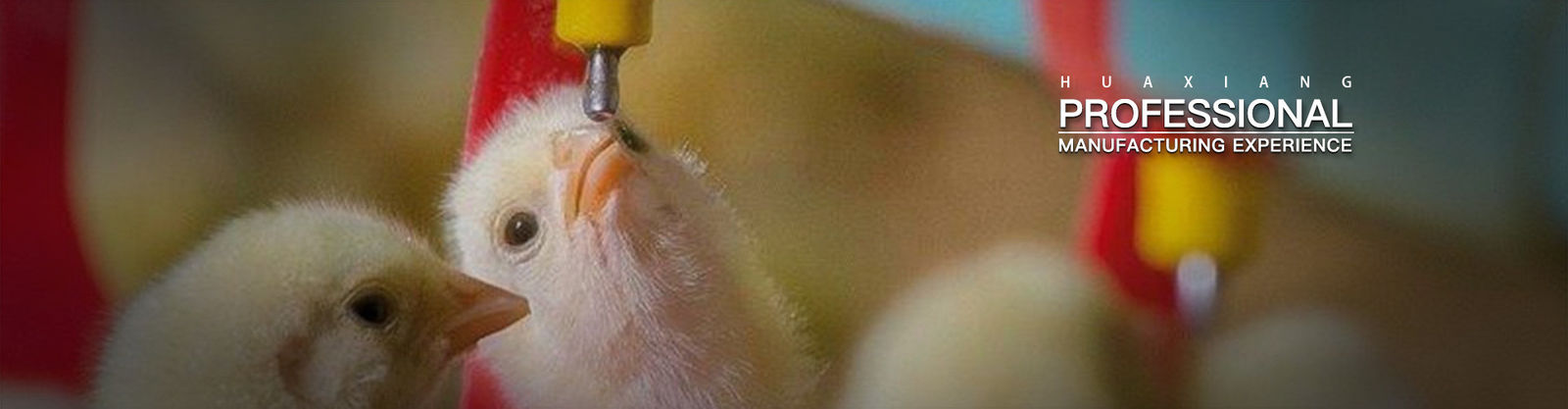 Máquina de cría de aves de corral