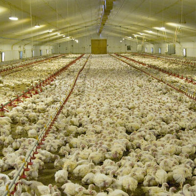 45-65 pollos de engorde Alimentador lineal Aves de corral Automático con tolva de alimentación
