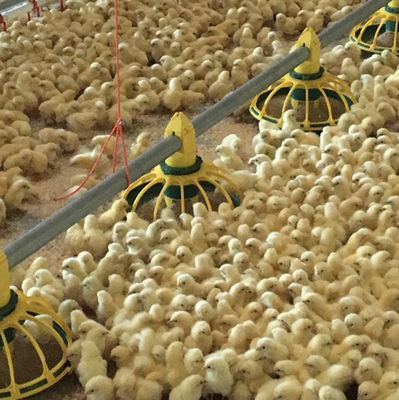 Bebedero automático para aves de corral 45-65 Sistema de bebederos para pollos de engorde