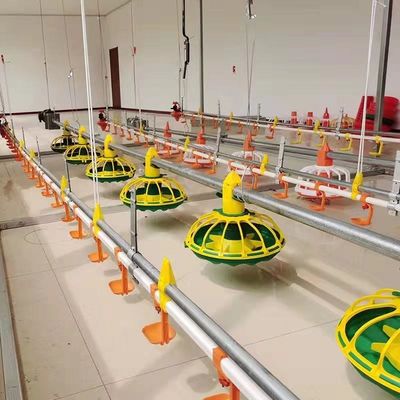 línea de alimentación de pollo completamente automática 450kg/H con tubo galvanizado tolva