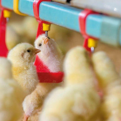 Alimentadores de pollo de 330 mm de diámetro y tolva galvanizada caliente para bebedores
